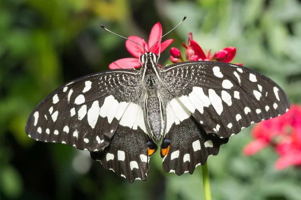 Farfalla (La Farfalla della Calce ) — Foto Stock
