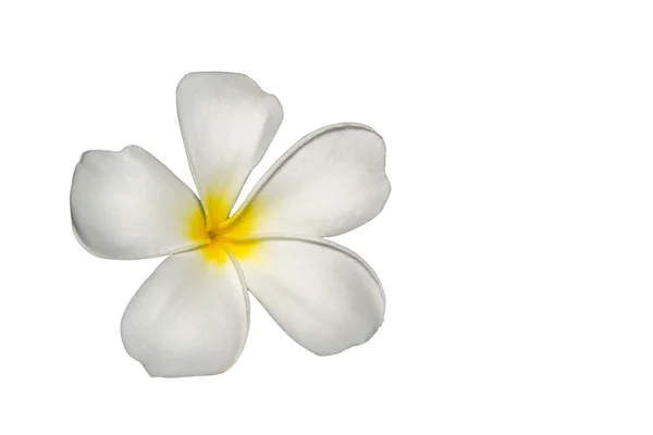 Plumeria — Stock Photo, Image