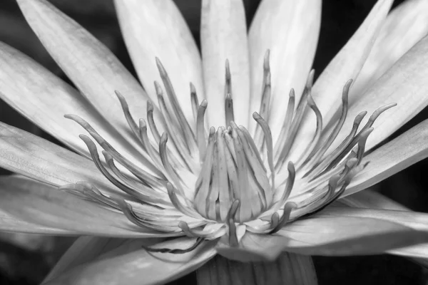 Black and white lotus — Stock Photo, Image