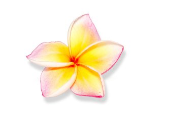 Plumeria