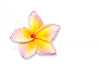 Plumeria