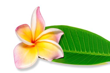 Plumeria