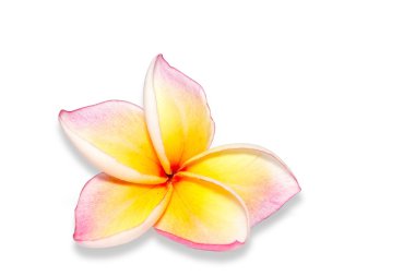 Plumeria