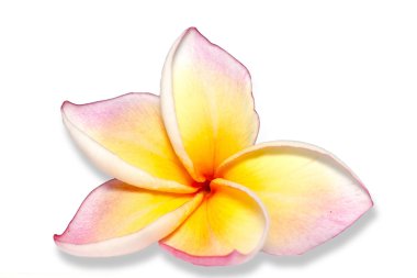 Plumeria