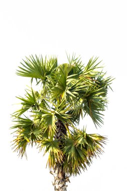 Şeker palm