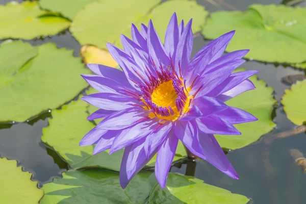 Lotus — Stock Photo, Image