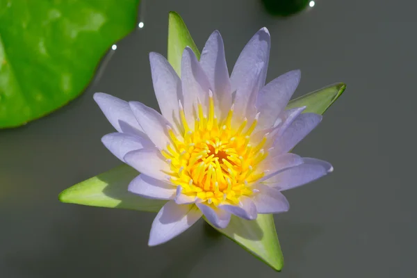 Lotus — Stock Photo, Image