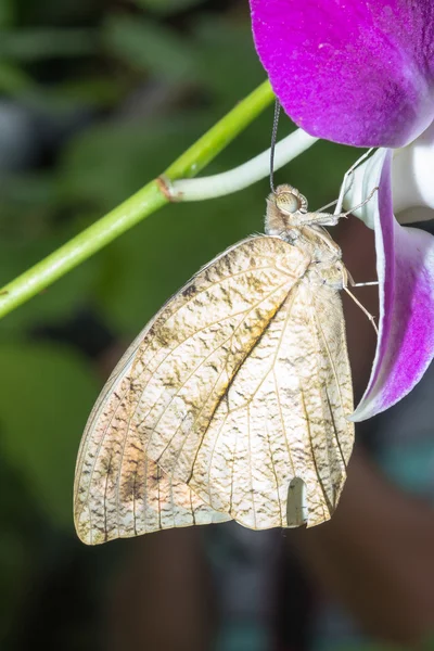 Butterfly — Stock Photo, Image