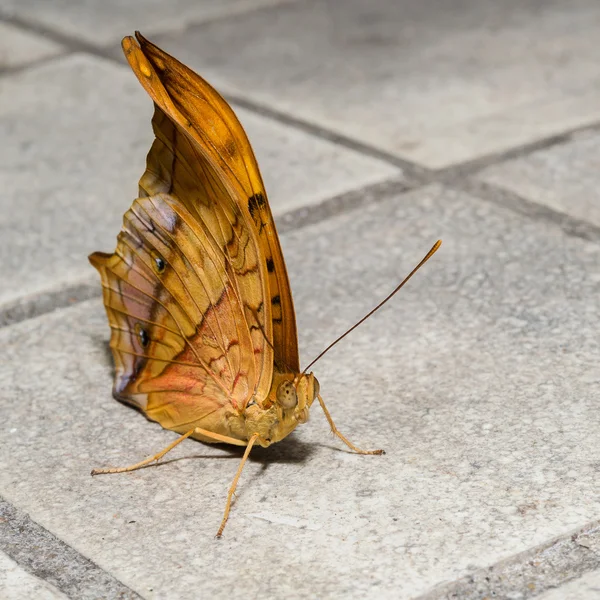 Motyl — Zdjęcie stockowe