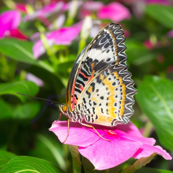 Schmetterling — Stockfoto