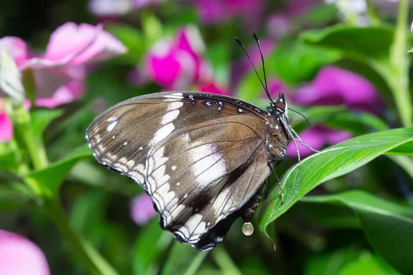 Mariposa. — Foto de Stock