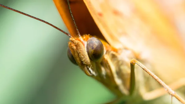 Schmetterling — Stockfoto