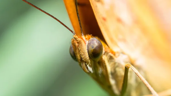 Motyl — Zdjęcie stockowe