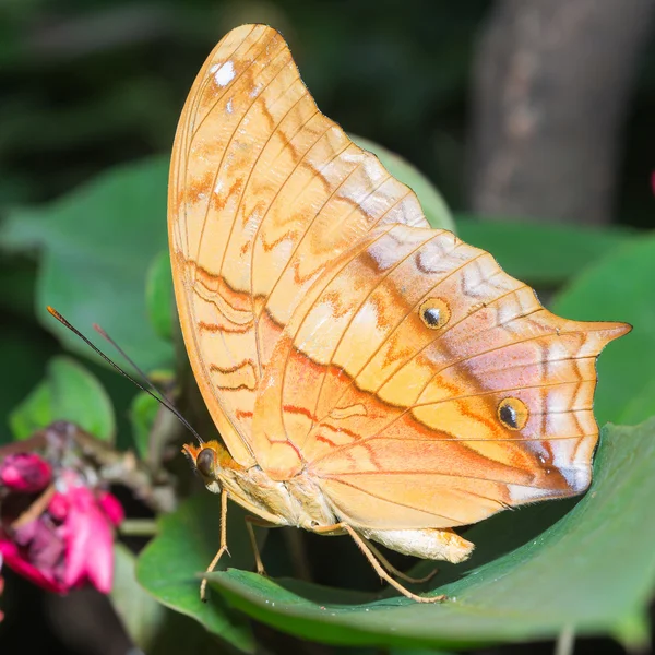 Mariposa. — Foto de Stock