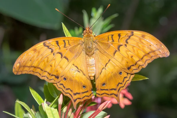 Motyl — Zdjęcie stockowe