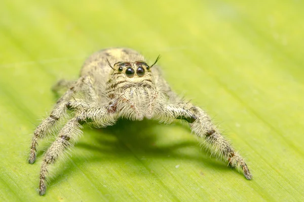 Jumping spider — Stock Photo, Image