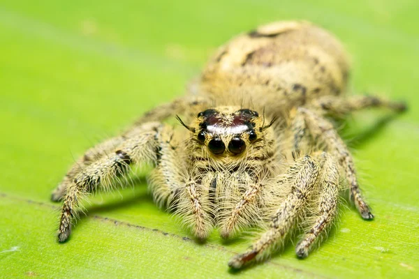 Araña saltarina — Foto de Stock