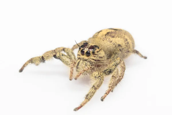 Jumping spider — Stock Photo, Image