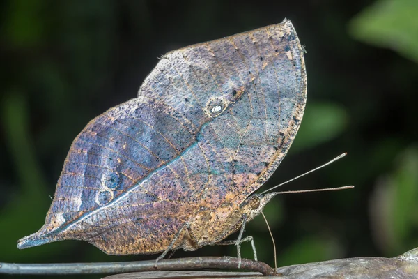 Schmetterling — Stockfoto