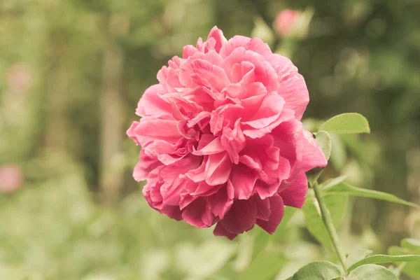 Flor — Foto de Stock