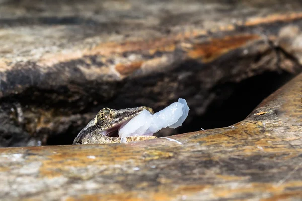 House gecko — Stock Photo, Image