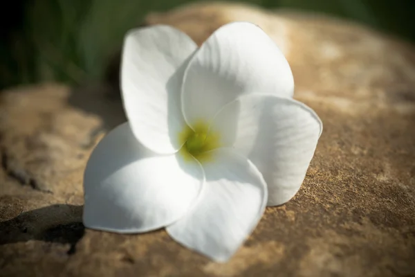 Plumeria — Fotografia de Stock