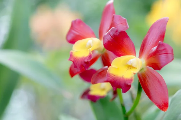 Güzel orkide çiçekleri portre — Stok fotoğraf