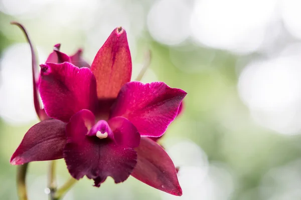 Beautiful orchid flowers closeup — Stock Photo, Image