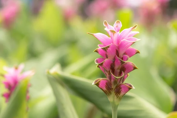 Siam Tulip, Field of Siam Tulips in the morning mist — Stock Photo, Image