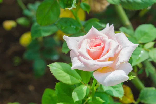 Colorful roses in the garden — Stock Photo, Image