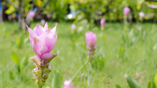 Siam tulpe, Feld von siam tulpen im Morgennebel — Stockfoto
