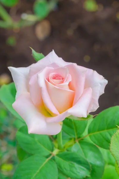 Colorful roses in the garden — Stock Photo, Image