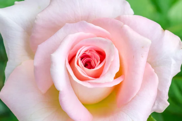 Colorful roses in the garden — Stock Photo, Image