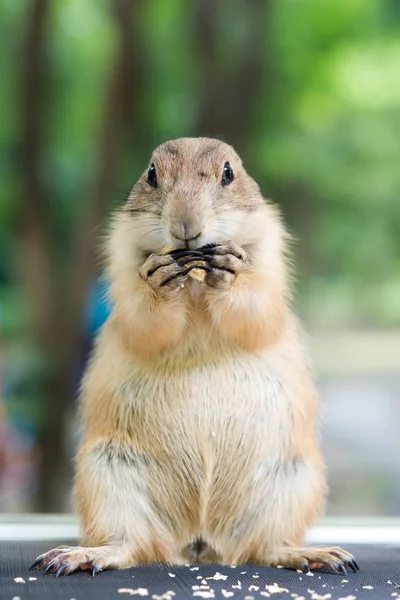 Prairie dog eating — Stock Photo, Image