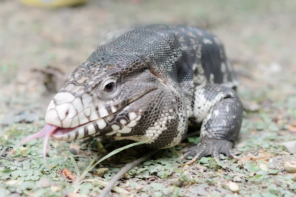 Fekete-fehér Tegu — Stock Fotó