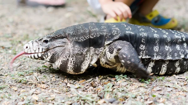 Black and White Tegu — Stock Photo, Image