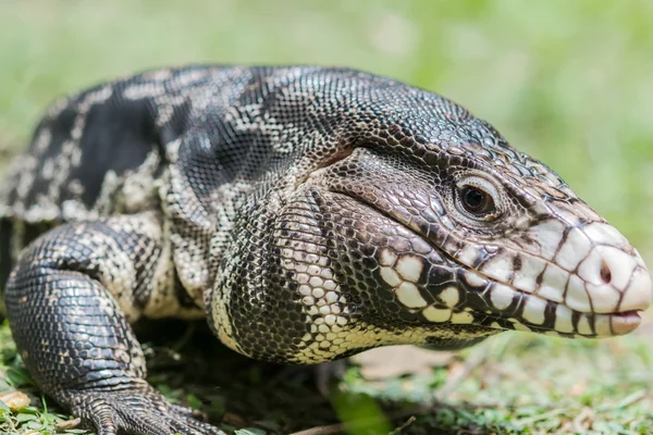 Fekete-fehér Tegu — Stock Fotó