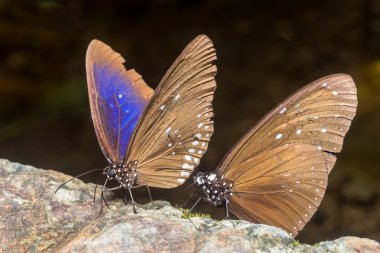 Kelebek. Kamp Ban Krang