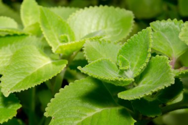 Tatlı taze yeşil ot (Plectranthus amboinicus)