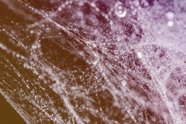 Su damlalı örümcek ağı