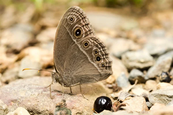 Butterfly. Camping Ban Krang — Stock Photo, Image