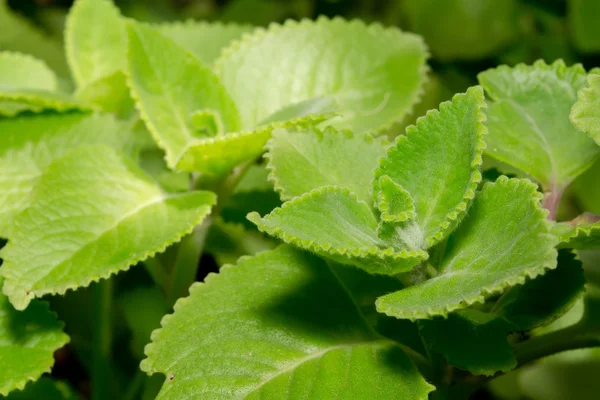 Closeup erva verde fresca (Plectranthus amboinicus ) — Fotografia de Stock