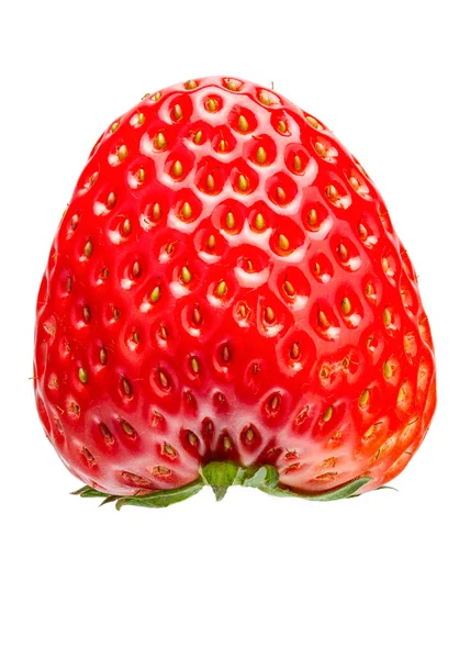 Una fresa fresca — Foto de Stock
