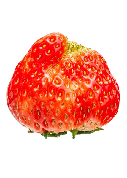 Une fraise fraîche — Photo
