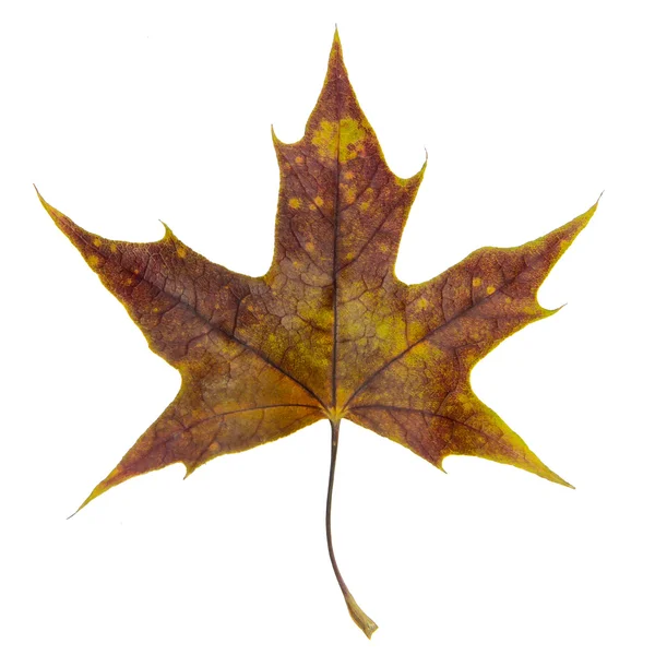 乾燥のカエデの葉 — ストック写真