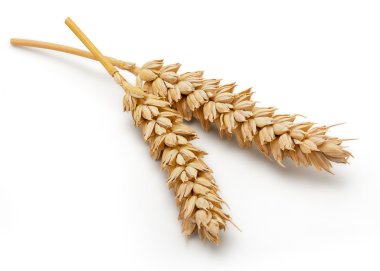 Dried Wheat Ear clipart