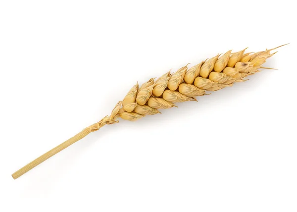 Kurutulmuş buğday kulak — Stok fotoğraf