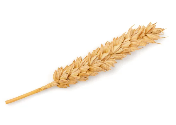 Dried Wheat Ear — Stock Photo, Image