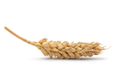 Kurutulmuş buğday kulak