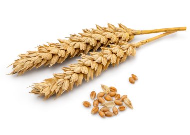 Kurutulmuş buğday kulak